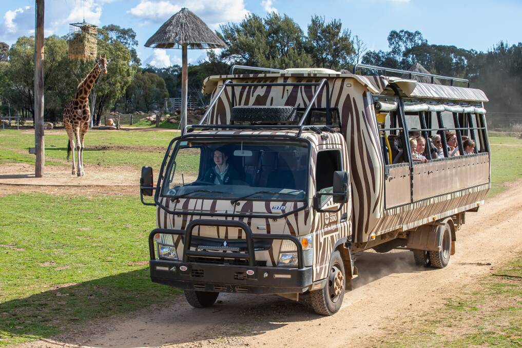 Get onboard the Savannah Safari truck, which will bring you up close to giraffes, zebras and white rhinos and antelopes. Picture supplied