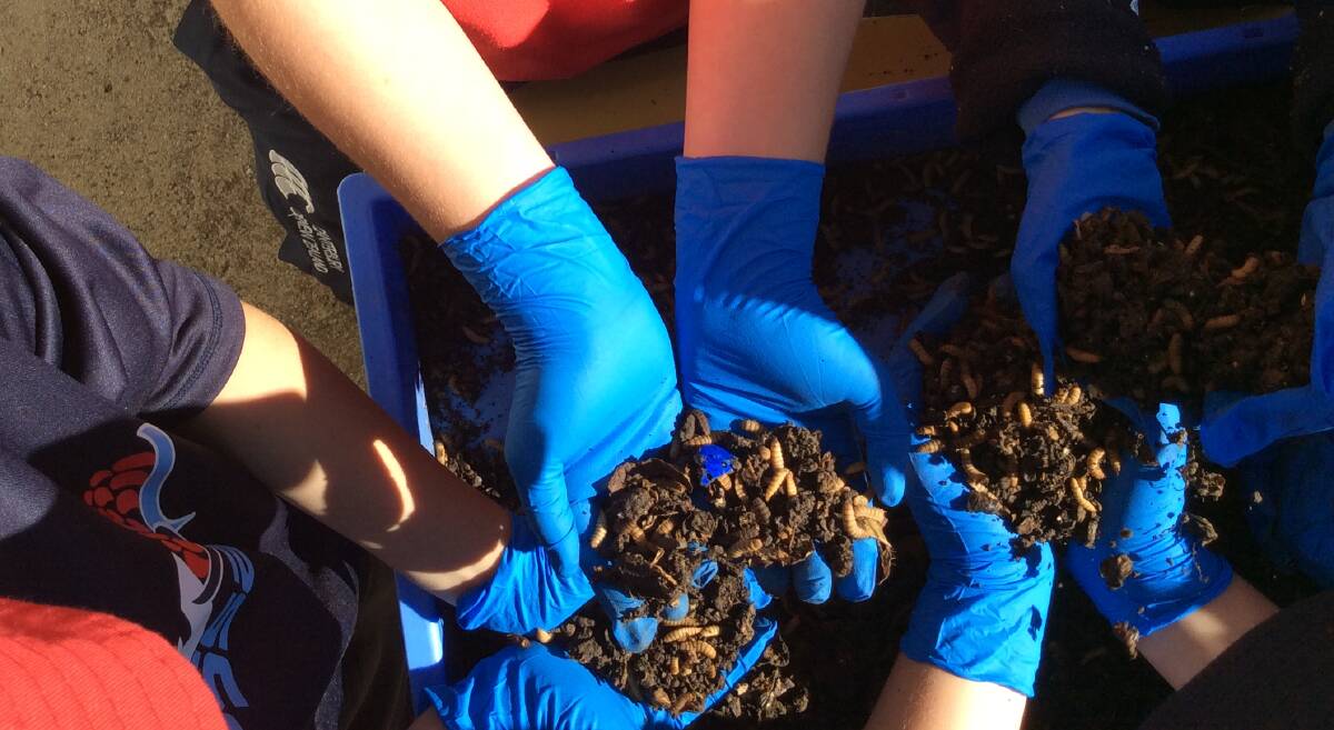 Students up close with GoTerra's meal worms and maggots. Photo courtesy Binda Public School. 