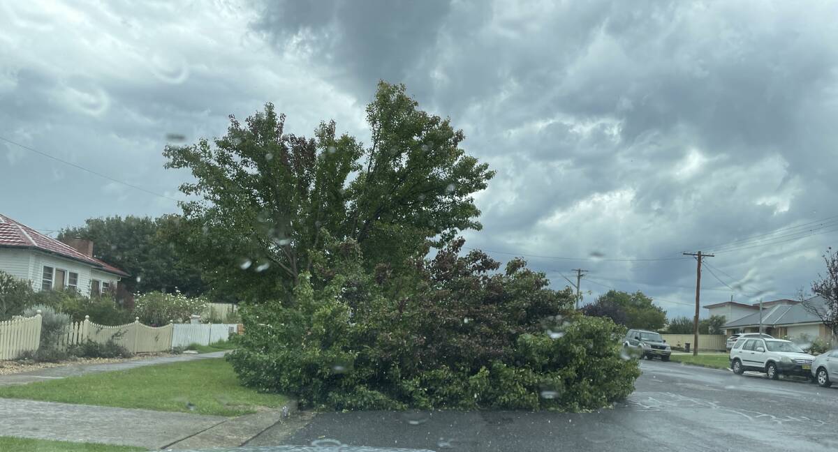 A tree down on Combermere Street as a result of the 111km/h gust. Picture by Burney Wong. 